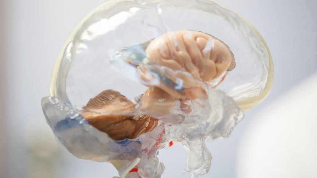 The craniosacral system - the membranes and fluid that surround, protect and nourish the brain and spinal cord.