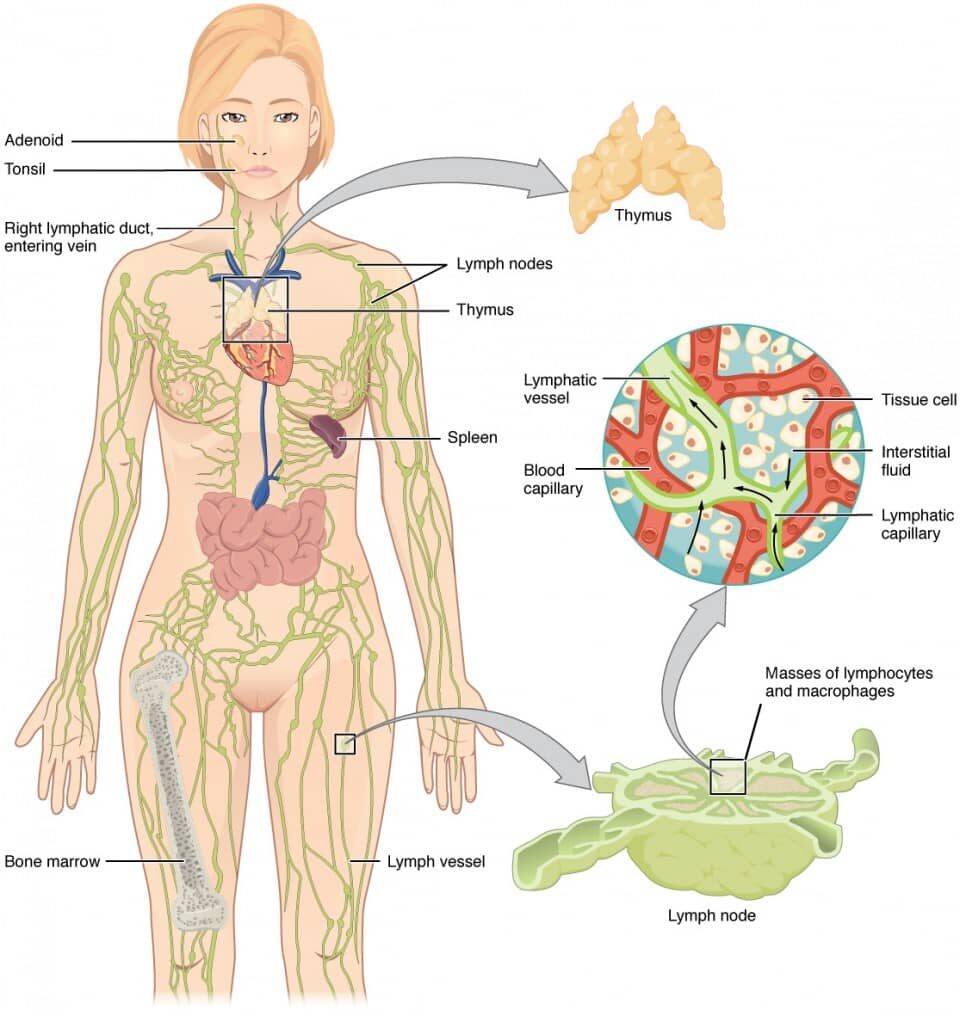 Illustration of the anatomy of the lymphatic system