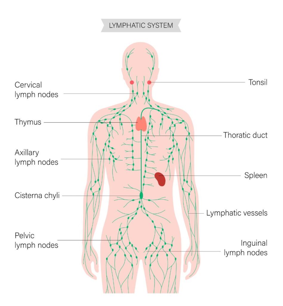 The lymphatic system: Qi and blood is often described as the vital energy that flows through all living things, connecting the entire universe. 